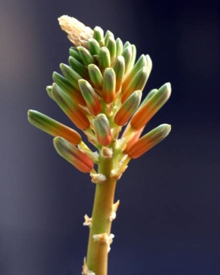 蘆薈開花代表什麼意思|蘆薈開花代表什麼/是好兆頭嗎